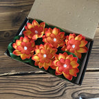 LED Floating Lotus Flower Lights for Pool & Garden Decor